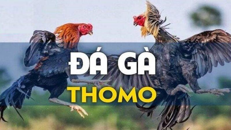 Kết quả chính xác các trận đá gà Thomo Hôm Nay