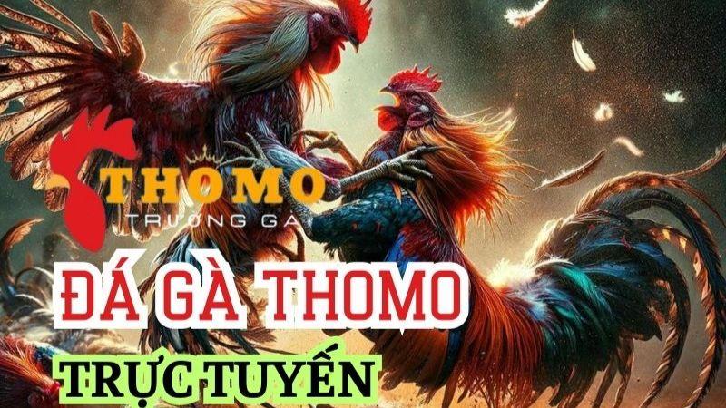 Trải nghiệm đắm chìm trong thế giới gà chọi