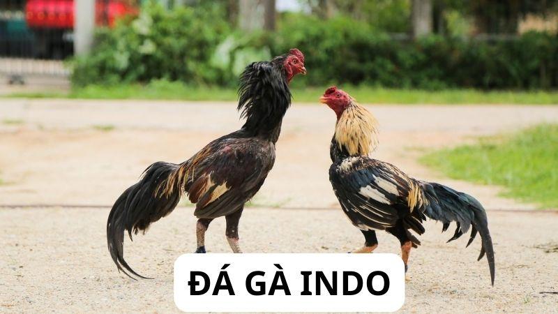 Đá Gà Indo – Những giống gà phổ biến